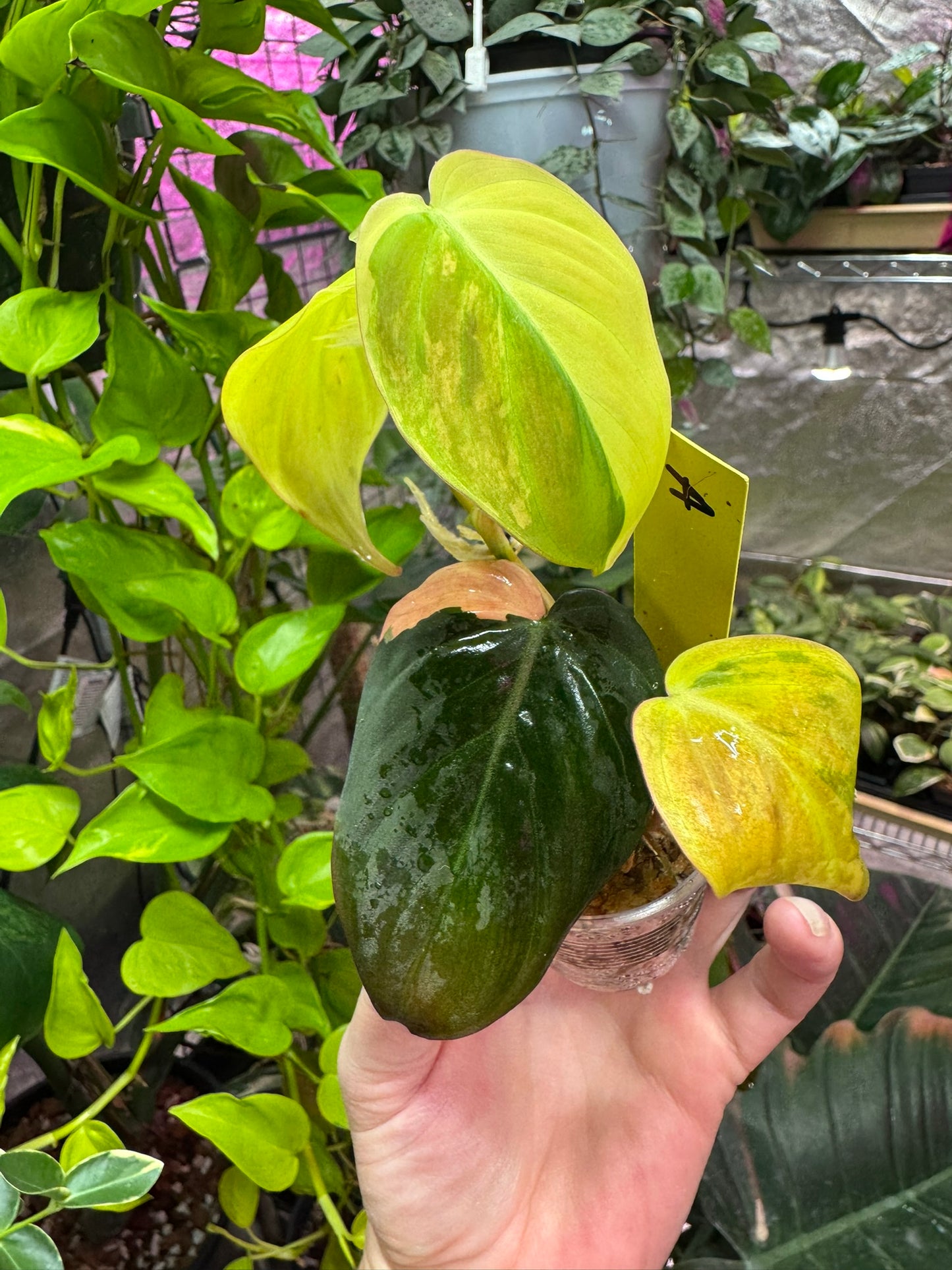 Philodendron micans variegated