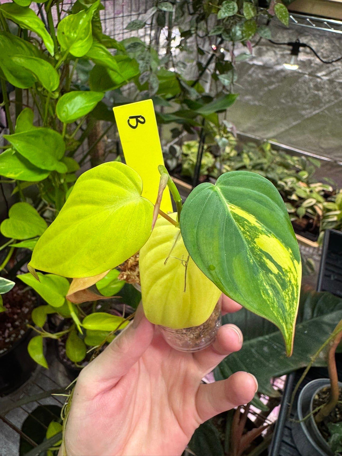 Philodendron micans variegated