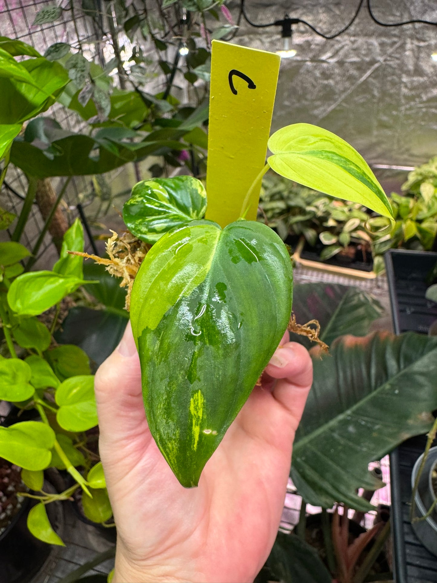 Philodendron micans variegated