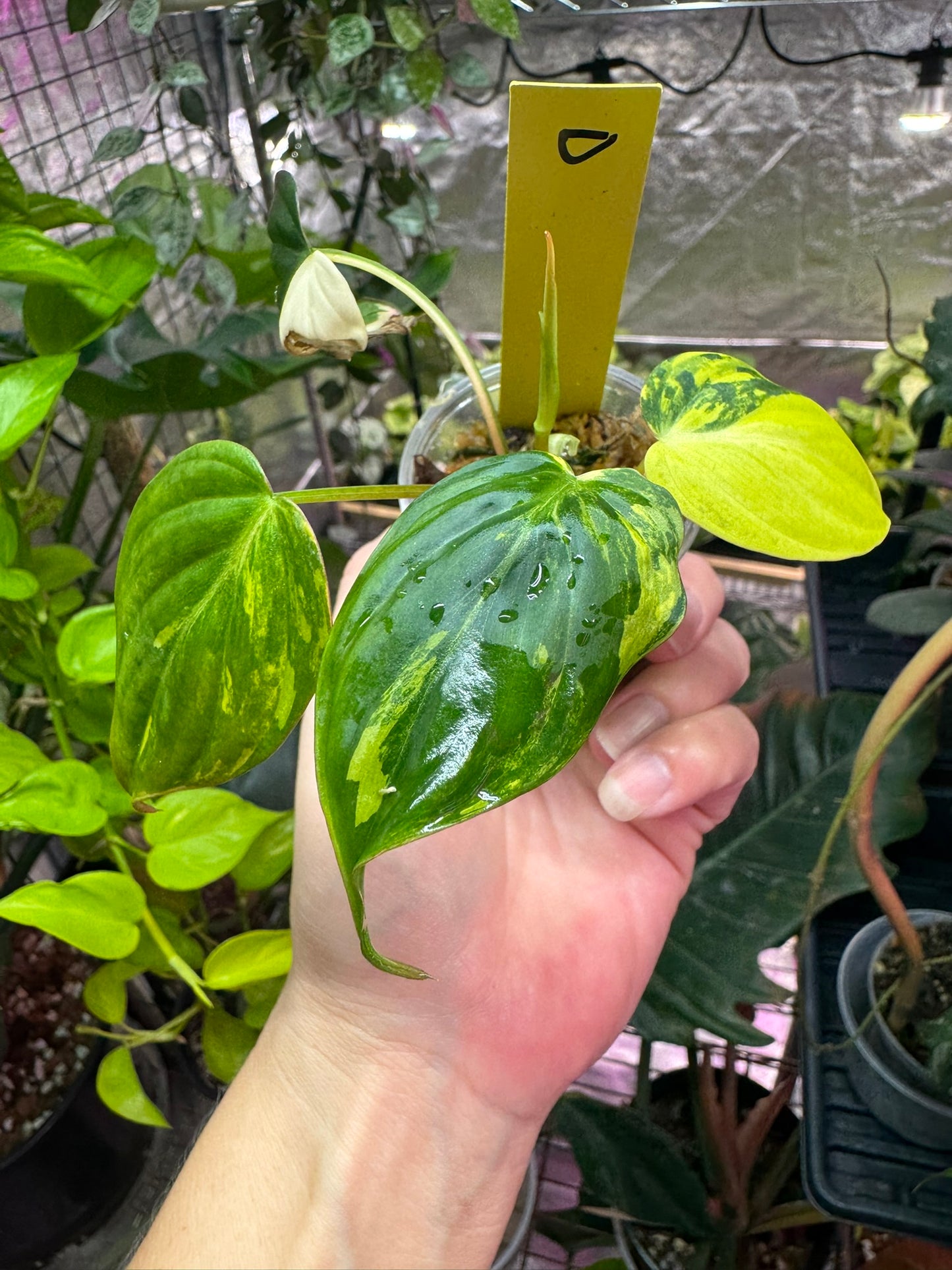 Philodendron micans variegated