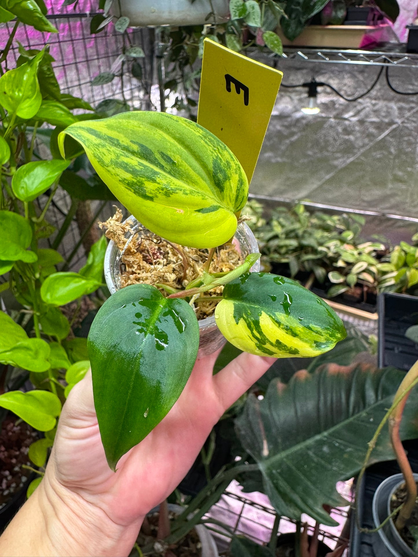 Philodendron micans variegated