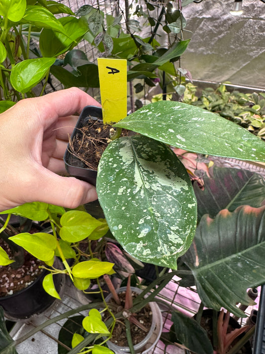 Hoya sp lai chau