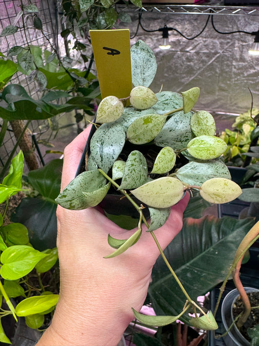 Hoya lacunosa ‘sulcata’