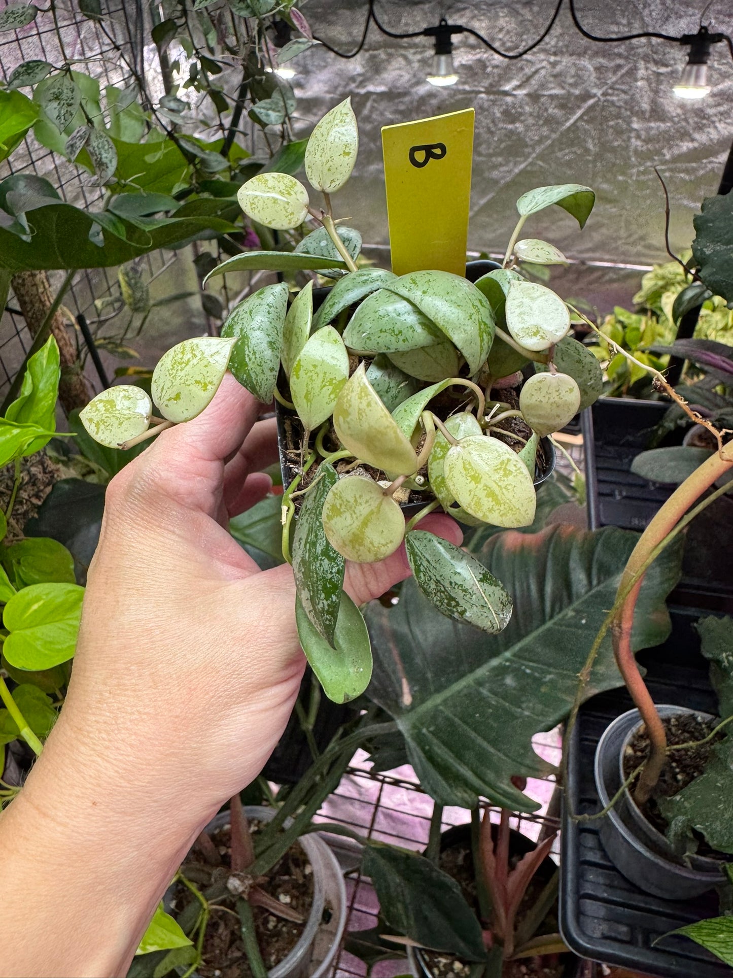 Hoya lacunosa ‘sulcata’