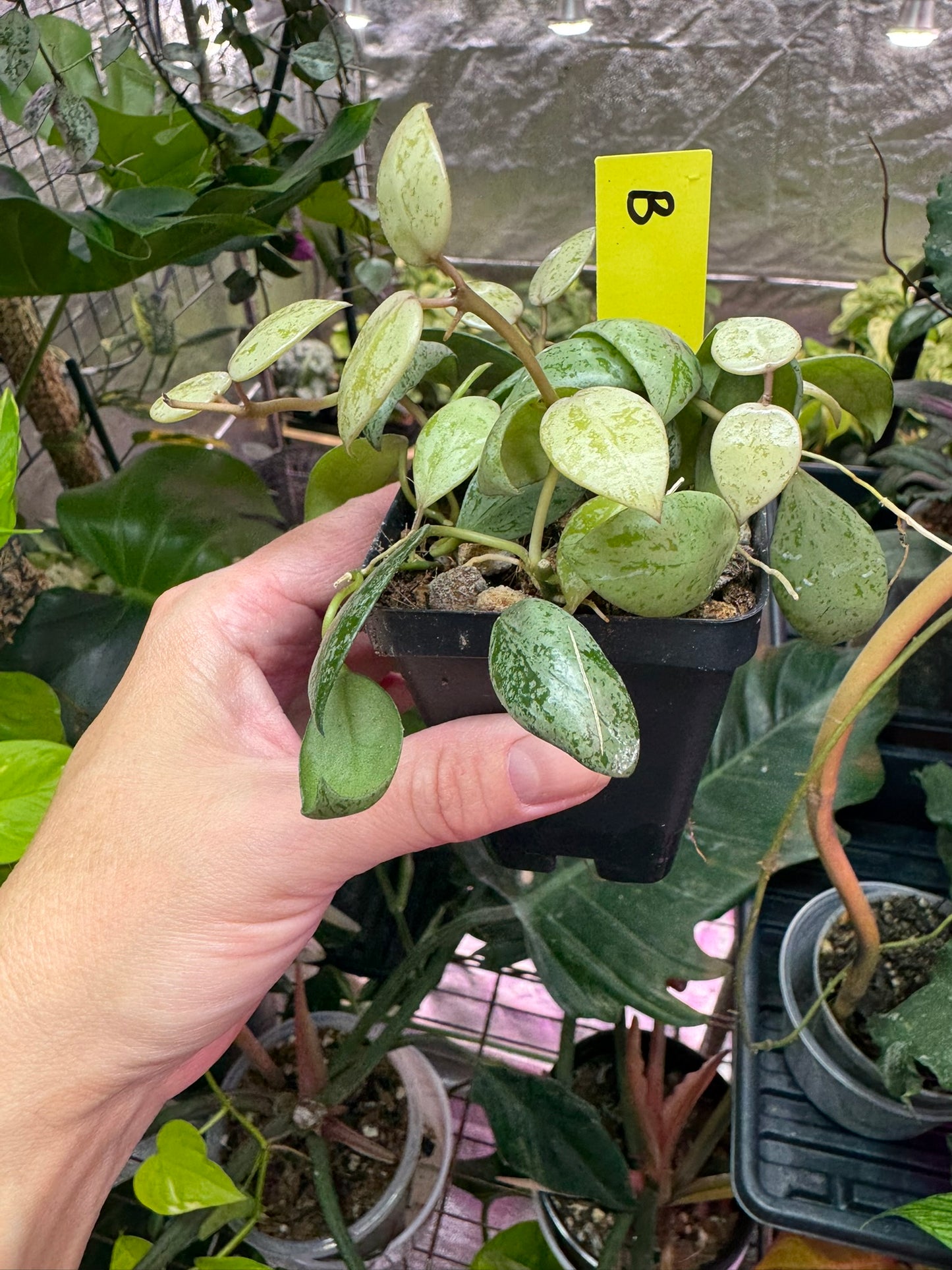 Hoya lacunosa ‘sulcata’