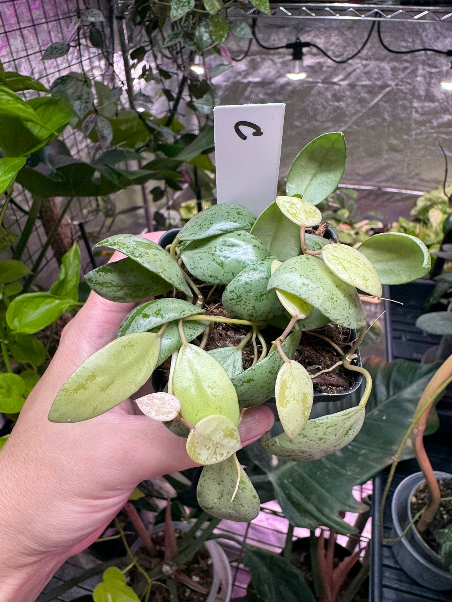 Hoya lacunosa ‘sulcata’