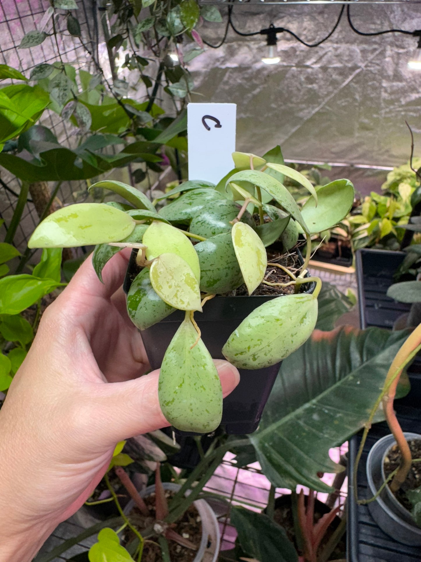 Hoya lacunosa ‘sulcata’