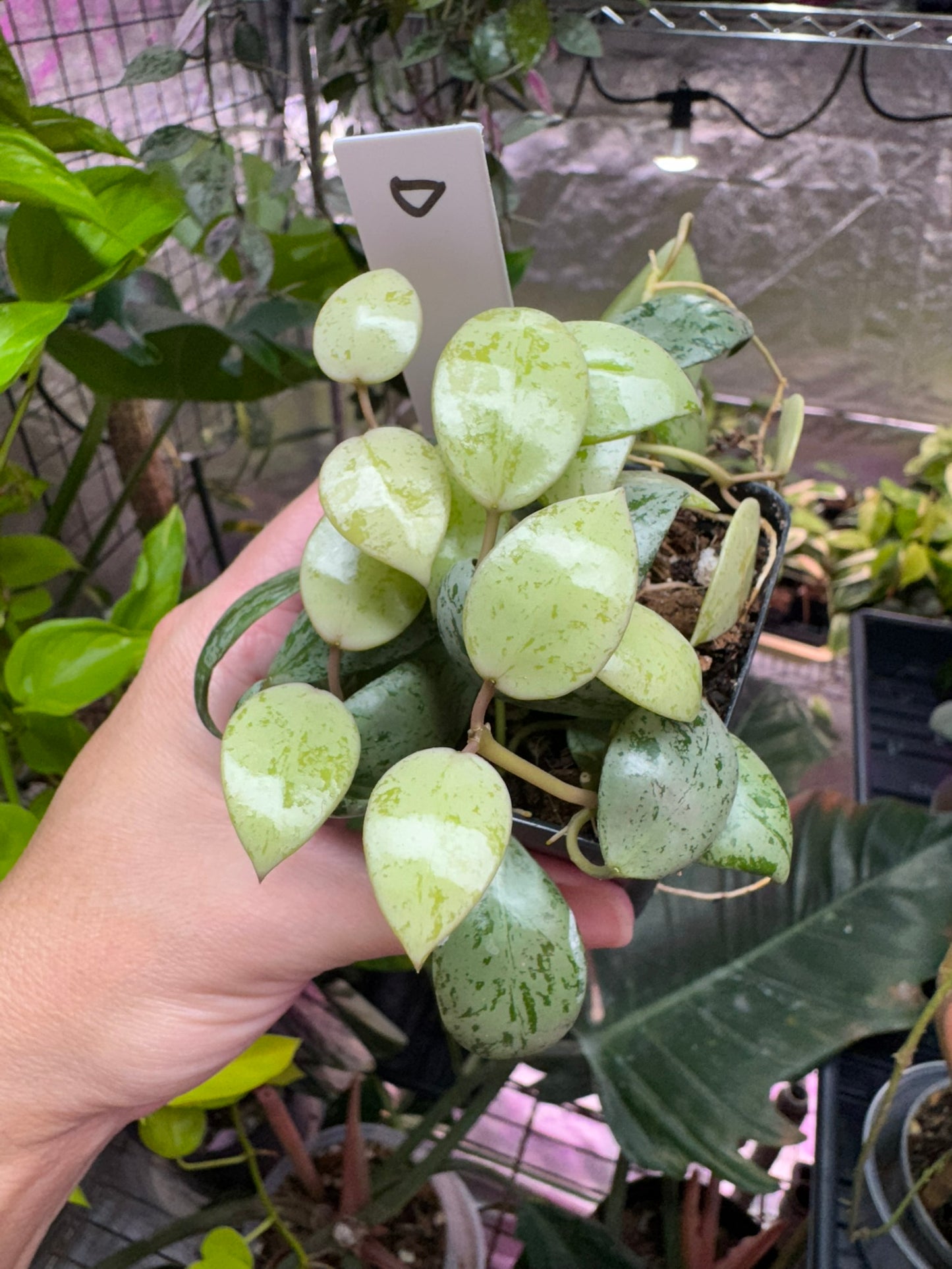 Hoya lacunosa ‘sulcata’