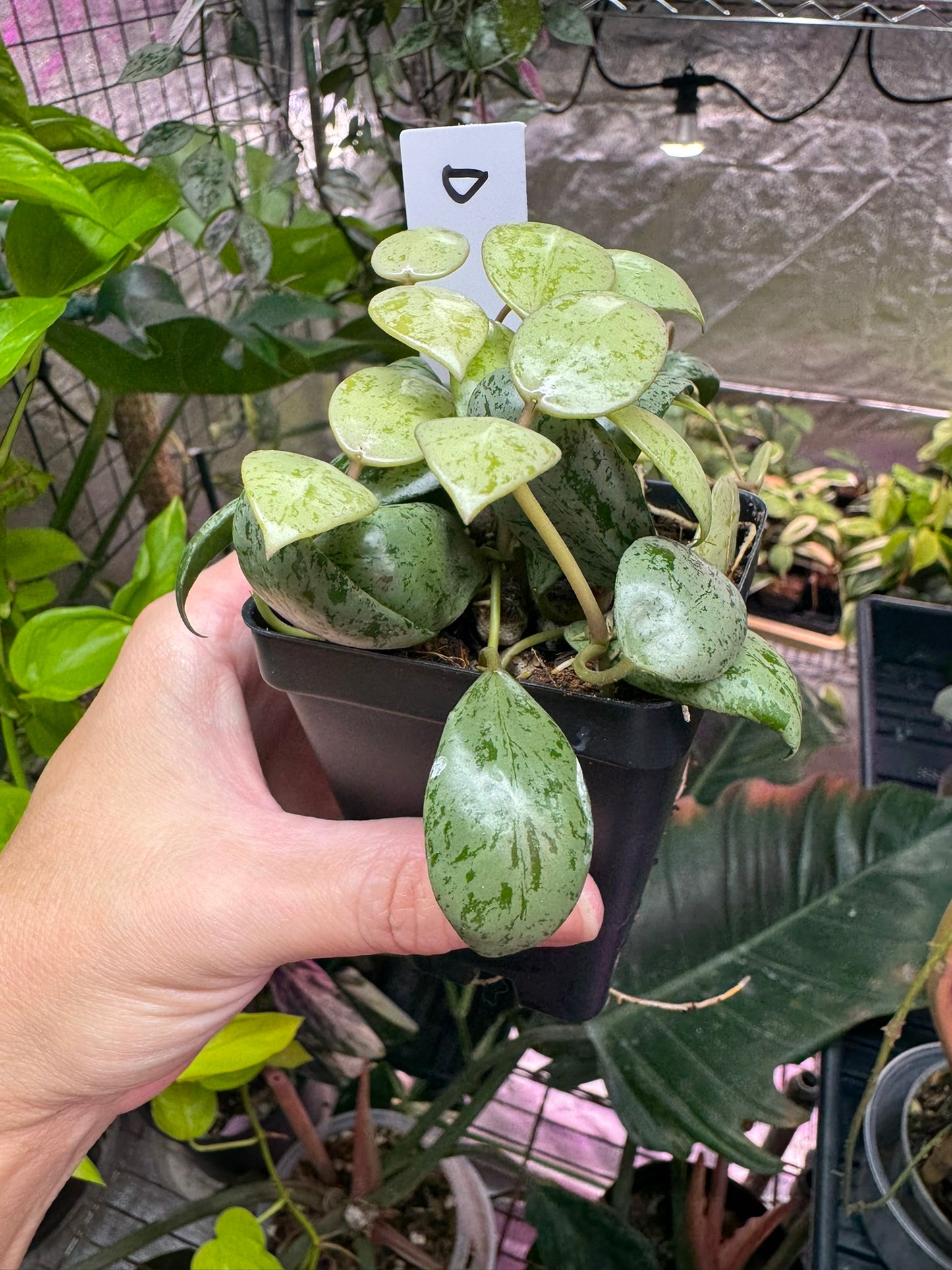 Hoya lacunosa ‘sulcata’