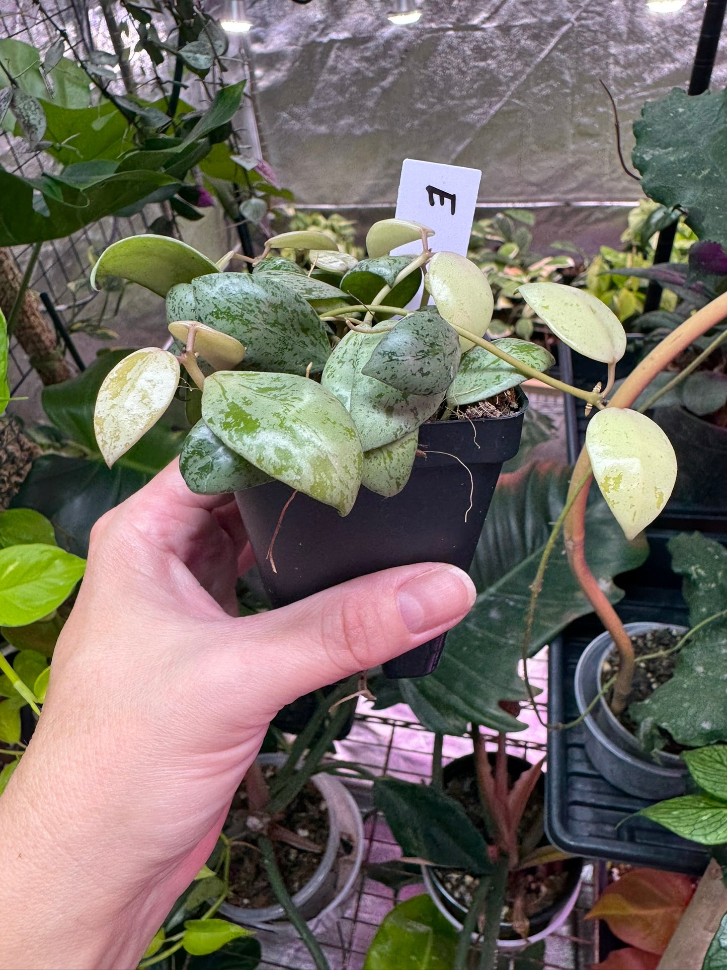 Hoya lacunosa ‘sulcata’