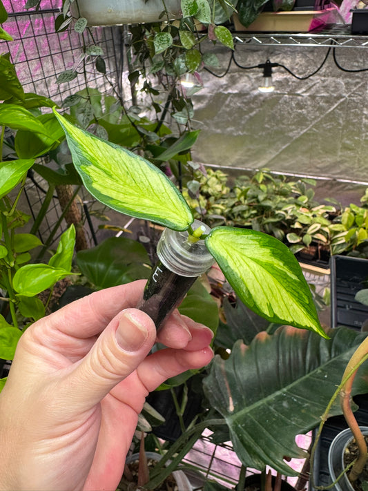 Hoya polyneura inner variegated