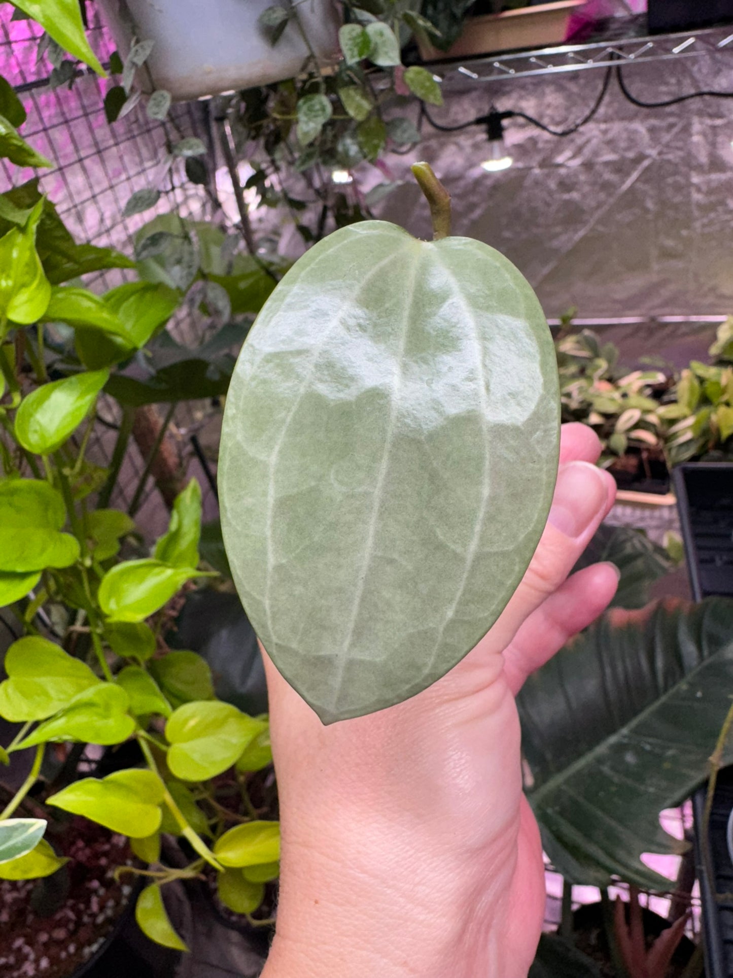 Hoya latifolia silver