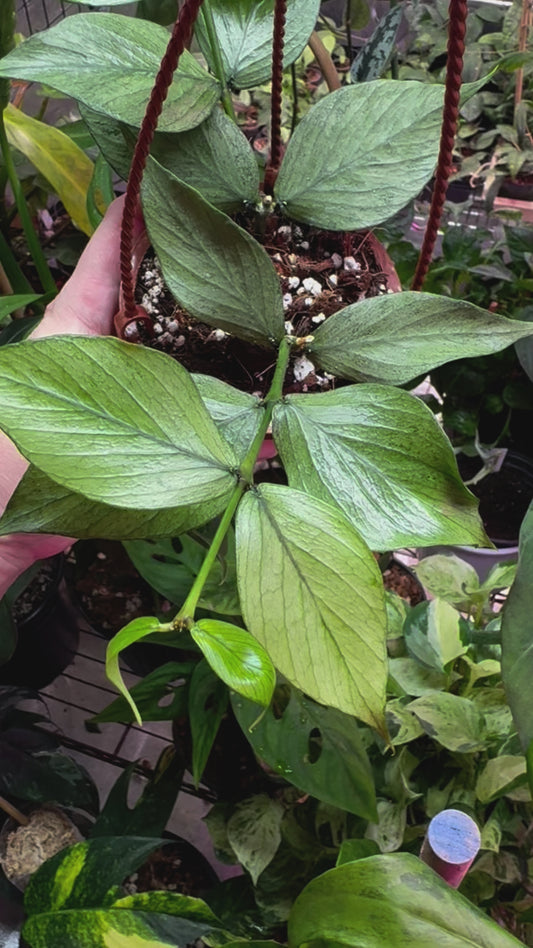 Hoya polyneura broget silver 4" HB