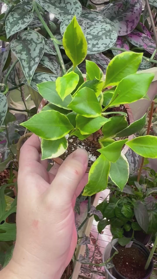 Hoya heuschkeliana outer variegated 4"HB