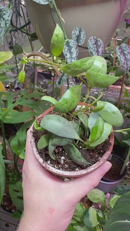 Hoya lacunosa ‘sulcata’ 4"HB