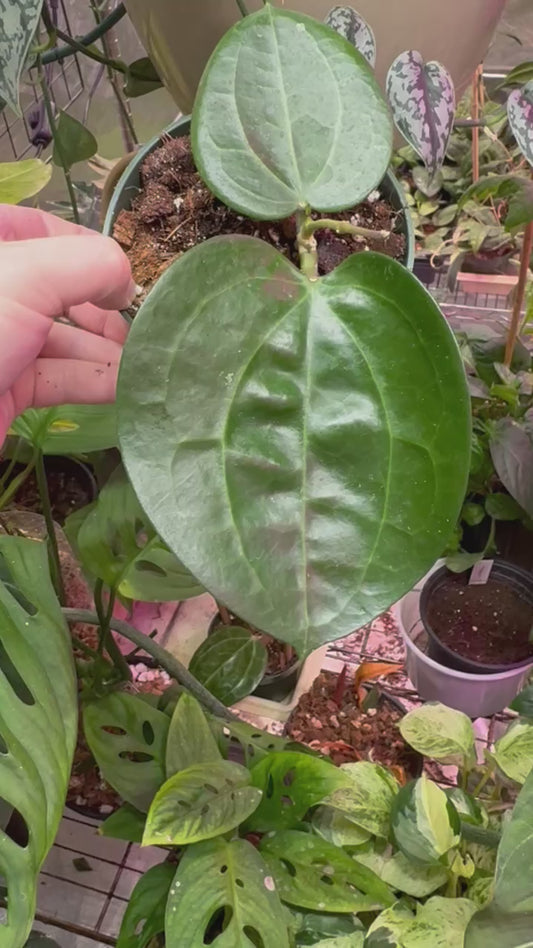 Hoya latifolia NOID 4"