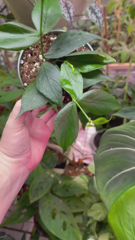 Hoya polyneura