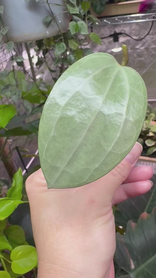 Hoya latifolia silver