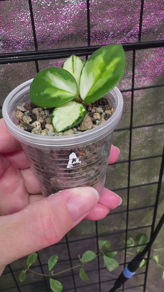 Hoya mathilde variegated CUTTINGS