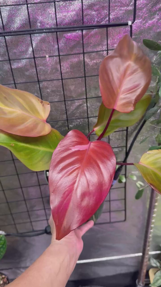 Philodendron Persimmon Princess