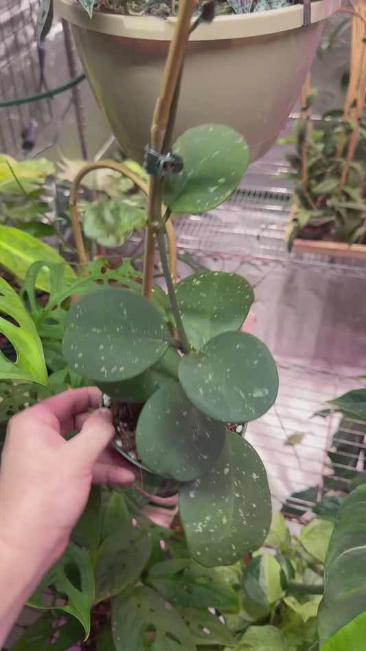 Hoya obovata 4" straight trellis